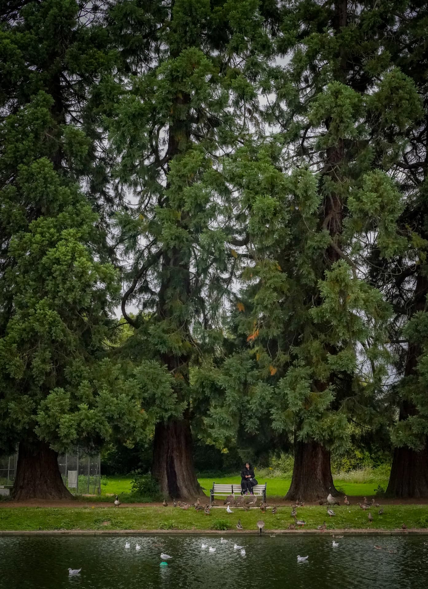 Woman on a bench beneath giant sequoias beside a park lake